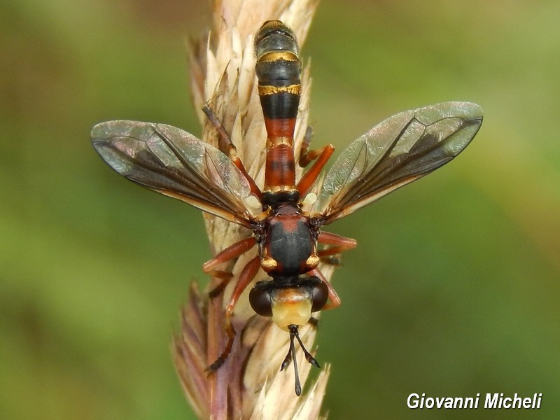 Conopidae:    Physocephala sp., femmina